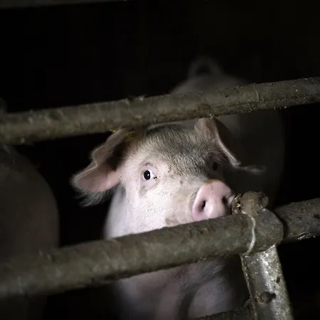 Alpengasthof Karalm Гостевой дом Раурис
