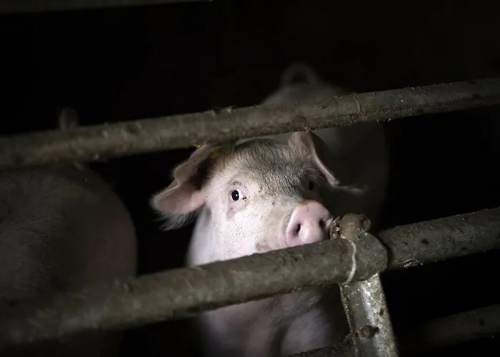 Alpengasthof Karalm Konukevi Rauris
